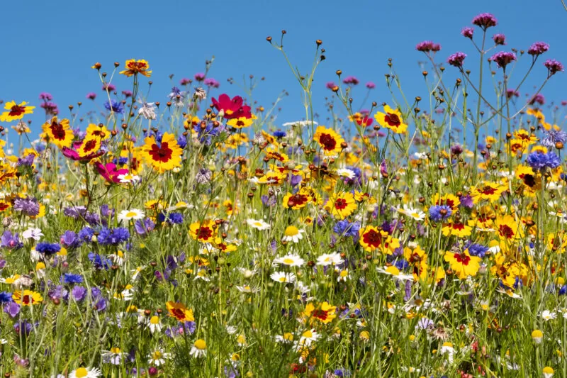 Savill Gardens Flowers