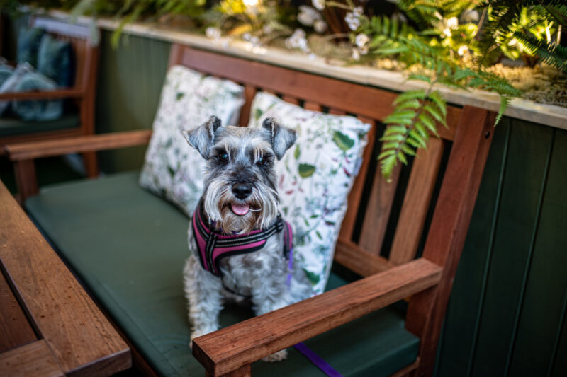 Dog on bench in Leaf terrace