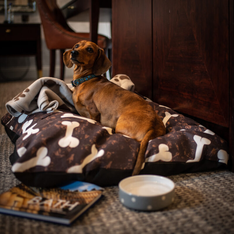 Dog on blanket at The Francis Hotel