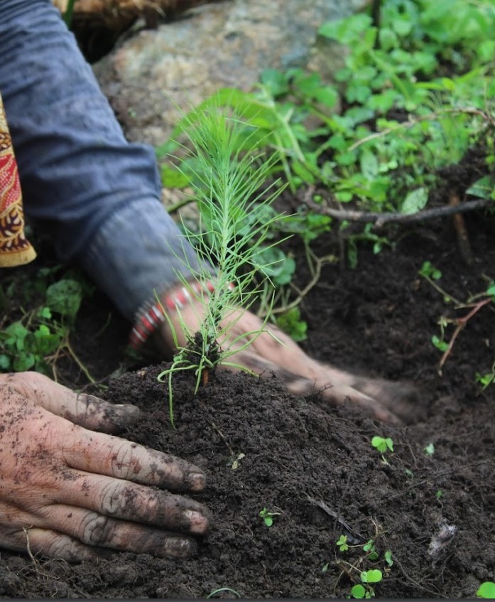 More trees tree planting