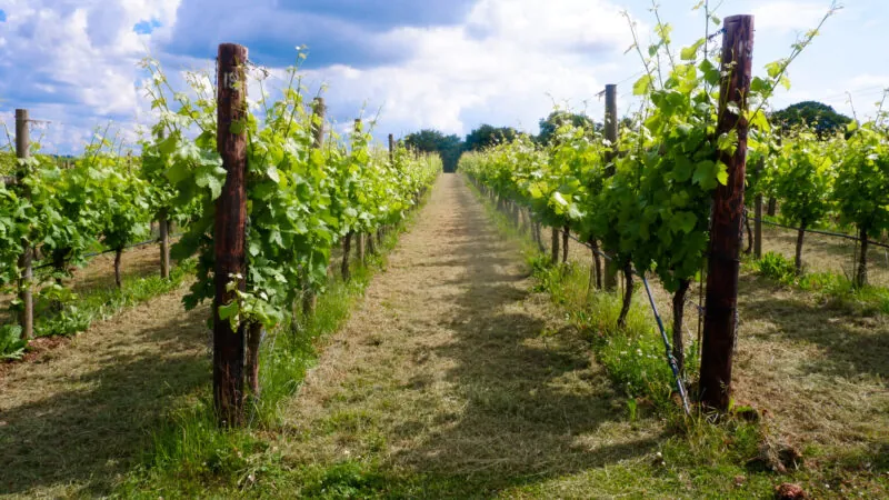 Woodchester Valley Wines Vineyard