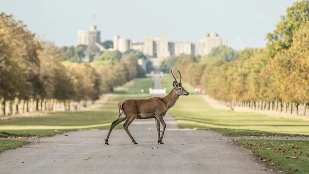 Autumn breaks in Windsor at The Castle Hotel Windsor