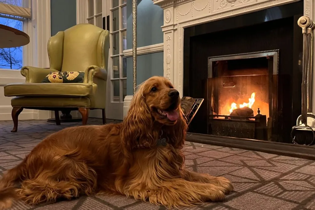 Dog friendly autumn breaks at Sutton Hotel Collection